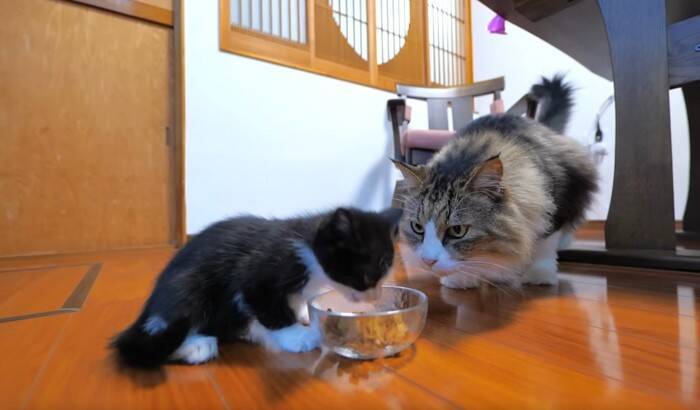子猫が『初めてのカリカリ』を食べた結果…尊さ限界突破の光景が19万8000再生「攻防が面白すぎたw」「CMに使えるレベル」の声