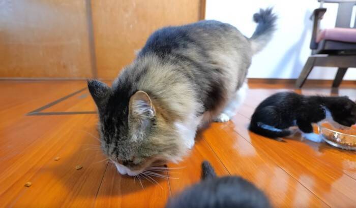 子猫が『初めてのカリカリ』を食べた結果…尊さ限界突破の光景が19万8000再生「攻防が面白すぎたw」「CMに使えるレベル」の声