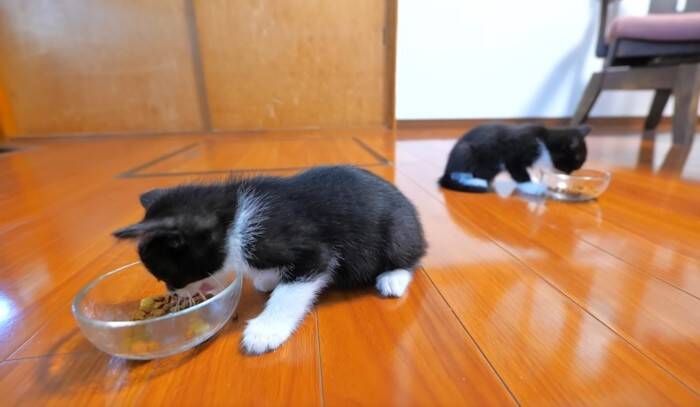 子猫が『初めてのカリカリ』を食べた結果…尊さ限界突破の光景が19万8000再生「攻防が面白すぎたw」「CMに使えるレベル」の声