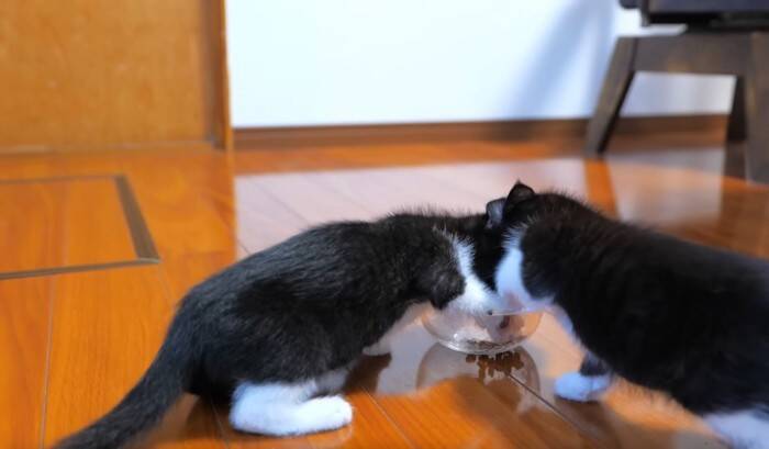 子猫が『初めてのカリカリ』を食べた結果…尊さ限界突破の光景が19万8000再生「攻防が面白すぎたw」「CMに使えるレベル」の声