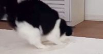 颯爽と登場したネコ→お尻を振ってダンスし始めたかと思ったら…予想外の『ハプニング』に爆笑の声「びっくりしすぎて面白い」「何回も見ちゃうw」