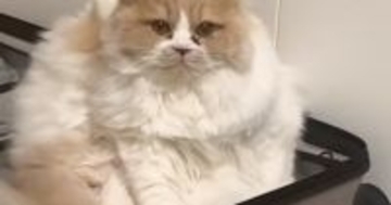 自分で『おしり掃除』をしていた猫が……予想外のポーズで『固まってしまった光景』に爆笑の声「挙手してるみたいw」「たまらないね」