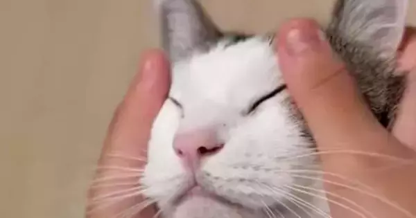 猫の顔をマッサージしていると、『手』が…あまりにも可愛すぎる『変化』に「何回も見てしまったw」「声出して笑った」と14万表示の反響