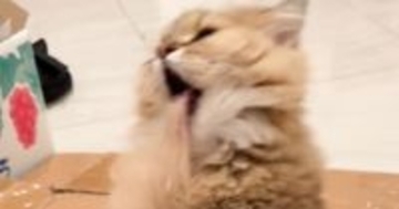 毛づくろいしていた猫→途中で舌がくっついてしまい…『まさかの表情』が80万再生「魂吸われてるみたいw」「何回見ても笑ってしまう」と爆笑
