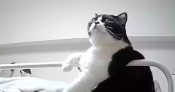 眠るときは『主の右手が必要な猫』→偽物を渡してみた結果…思った以上に『文句が止まらない光景』が118万再生「違うってw」「吹いたww」