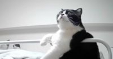 眠るときは『主の右手が必要な猫』→偽物を渡してみた結果…思った以上に『文句が止まらない光景』が118万再生「違うってw」「吹いたww」