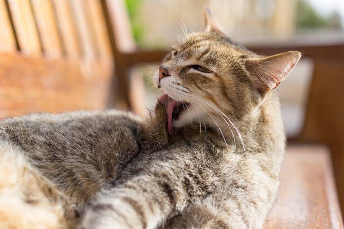 『お風呂を嫌がる猫』を綺麗にする方法3選 ストレスを減らす工夫や清潔を保つコツ