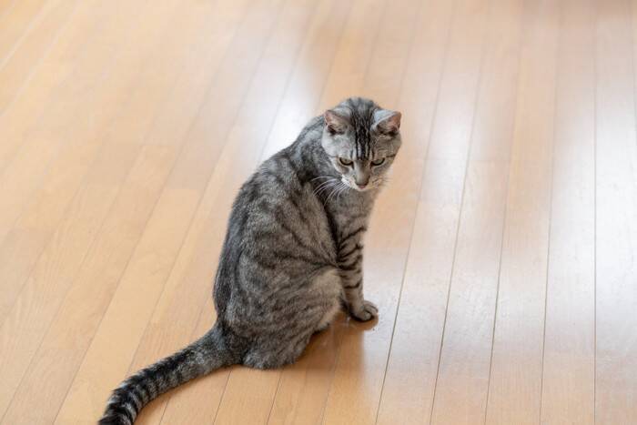 猫の『しっぽ』に生じるケガや病気3選 原因や症状、対処法まで解説