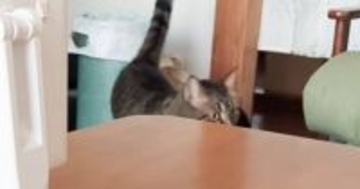 家族がみんな出かけたと思い『不安そうに鳴いていた猫』→飼い主さんが声をかけると…尊すぎる瞬間が7万再生「かっわいい」「超嬉しそう」