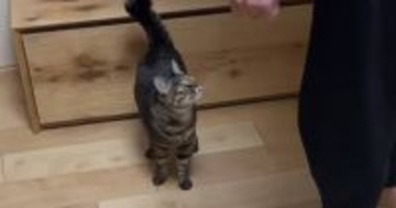 抱っこ嫌いだと思っていたネコ→『大好きな彼』に抱っこされると…まさかの爆笑の展開が49万再生「見てくんのしんどいww」「目がww」