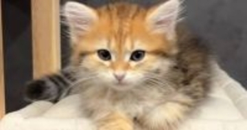 『おしゃべりが大好きな猫』→飼い主さんが話しかけると…微笑ましすぎる『やり取りの様子』に「可愛くてたまらん」「返事しとるw」と反響