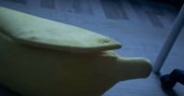 バナナ型のベッドに入っていたネコ→『名前を呼ぶ』と…まさかの瞬間が可愛すぎると27万再生「果肉が飛び出してきたww」「たまらん」と反響