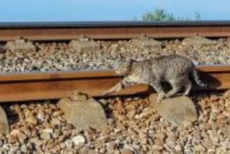 新米「鉄道猫」たちは、きょうも楽しく修行中 英国ヨークシャー