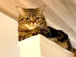 階段を上る2匹の猫→1匹が甘え始めて…思わずハラハラしてしまう『まさかの場所』に「ドキドキしたーw」「連続フェイントは流石に笑った」