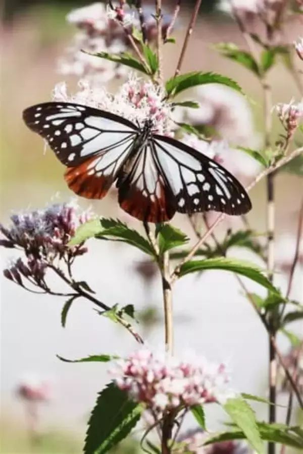 旅するチョウ、長崎・島原で羽休め 火張山花公園にアサギマダラ