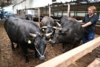 幻の黒毛和牛「小倉牛」 とろける食感 北九州市で年間80頭のみ出荷