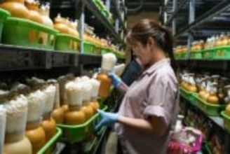 キノコの工場見学&もぎ採り体験ができる!究極のエリンギィを栽培する山奥のきのこ工場|鳥取県八頭町