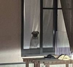 「こりゃズッキュンや」ツラいことがあった日に〝帰宅を待つ愛犬〟に話題沸騰「どれだけ救われてるか…」 飼い主を毎日出迎え&お見送り