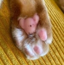 「うあっかわいい!」肉球をよく見ると⇒〝あの動物〟が浮かびあがる!X投稿に大反響 『特別じゃない日』漫画家が明かす愛猫エピソード