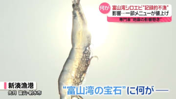 「富山湾の宝石」シロエビが“記録的不漁”に　一部メニュー値上げも　専門家“地震の影響懸念”か