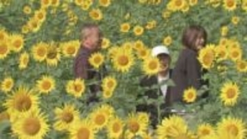 晩秋に広がるヒマワリ畑 2万本が見頃迎える 大分・日田市