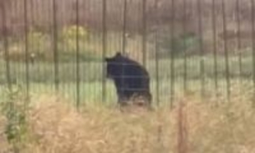 「クマが柵を乗り越え…」 地元住民がクマの姿を撮影 広島県北広島町でもクマの目撃情報相次ぐ 警察は注意を呼びかけ