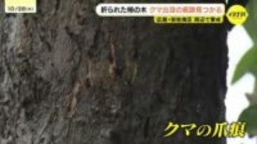 「山の中が荒れてきているのかも」全国で相次ぐクマ出没は広島市でも 爪痕とフン見つかる 箱わなを設置