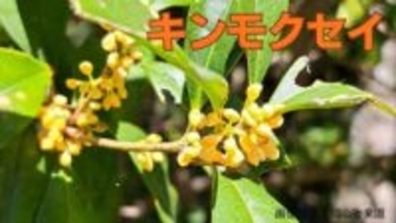 キンモクセイが「二度咲き」記録的な猛暑で季節を読み間違えた?「植物が気候変動というストレスにどう適応するか」