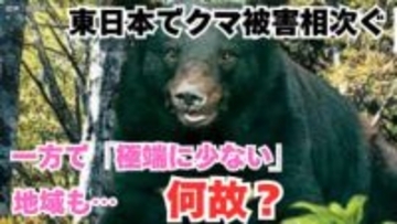 【 ツキノワグマ 】東日本で相次ぐクマ被害 その一方で「今シーズンは極端に少ない」というエリアも その差はいったい何なのか?