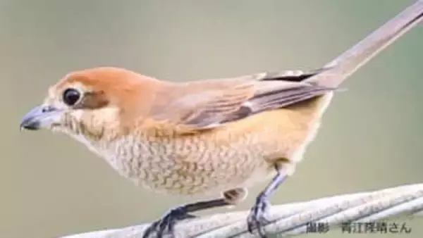 秋にキィキィキィと鳴くモズ 「百舌鳥」と書くのはなぜ?獲物を串刺しにする「早贄(はやにえ)」の目的は?