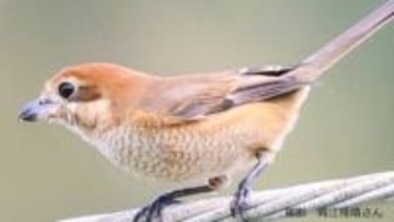 秋にキィキィキィと鳴くモズ 「百舌鳥」と書くのはなぜ?獲物を串刺しにする「早贄(はやにえ)」の目的は?