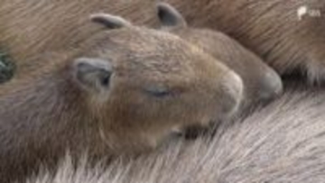 「サクラ」「オグラ」などと命名 伊豆アニマルキングダムで6匹のカピバラの赤ちゃん誕生=静岡・東伊豆町