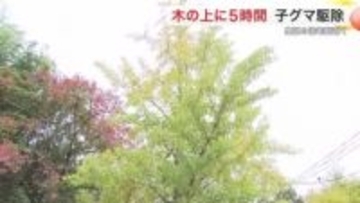 木の上に子グマが5時間とどまる 泉区の住宅街近くに出没 麻酔銃で捕獲・駆除〈仙台市〉