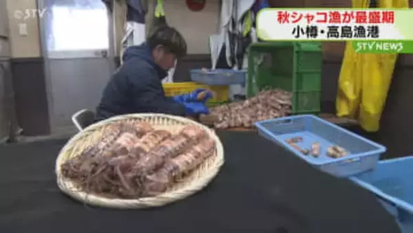 秋シャコ漁が最盛期 港には生きのいいシャコが大量に水揚げ 北海道小樽市