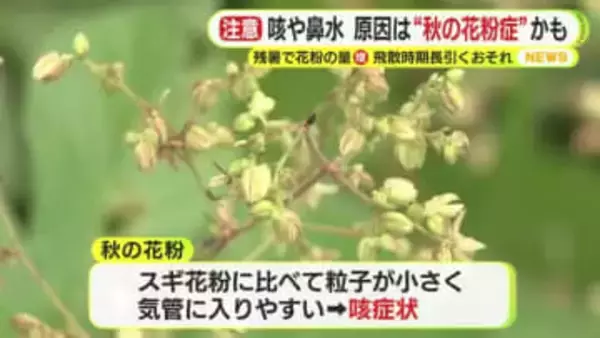 静岡県内は各地で今季一番の冷え込み 咳や鼻水…原因は“秋の花粉症”の可能性 残暑で花粉の飛散時期長引く恐れも