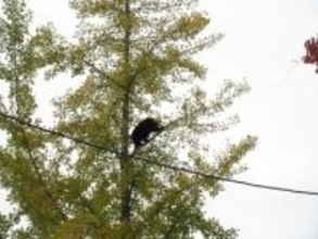 【速報】「クマがイチョウの木の上に登っている」警察が市道への立ち入り規制し警戒 仙台