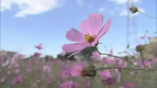 コスモス見頃/埼玉県