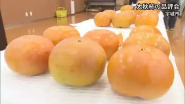 品質は上々 高級品『太秋柿』の品評会【熊本】