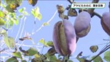 深まる秋 アケビたわわに 宇都宮の96歳男性が育てる