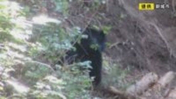 住宅ある地域から1.5km程…ツキノワグマがイノシシ等用の罠にかかり殺処分 体長110cmあるオスの成獣