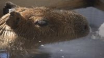 「かわいかった」「気持ちよさそう」今年も登場 長野県須坂市の動物園にカピバラ温泉