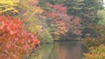 週末行きたい!信州紅葉巡り 冷え込みで色づき進む「雲場池」水面に映る秋…【長野・軽井沢町】