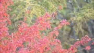 白馬で三段紅葉が見頃 雪と紅葉と緑 標高差 自然が織りなす絶景に感嘆の声【長野】