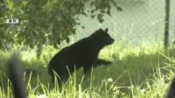 中野市・民家敷地内でクマ1頭目撃 体長50センチから80センチくらい 人身被害なし 発見できず 近くには小学校も 警戒続く【長野】