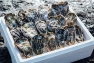 「水揚げの8割9割が死滅」広島・呉市が「ふるさと納税」 返礼品の生カキ提供と寄付受け付けを一時停止