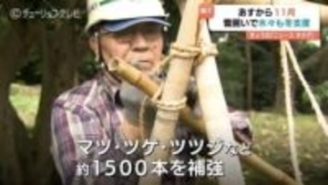 公園の冬支度「雪吊り」作業開始 色づく紅葉と北陸の冬の風物詩 この時期だけの特別な景観 富山・高岡市