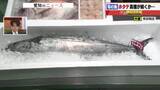 「【ホタテ危機】100g1300円に高騰 猛暑による海水温の上昇で衰弱 青森では稚魚大量死も」の画像1