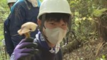 山と海の中学生が「マツタケ狩り」で交流 1キロ収穫→給食へ 山口・萩