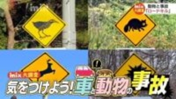 運転中の“熊目撃”情報もある中、実際動物が飛び出してきたら…「まずは急ブレーキ!急ハンドルはリスク大」車と野生動物の衝突“ロードキル”防ぐためには