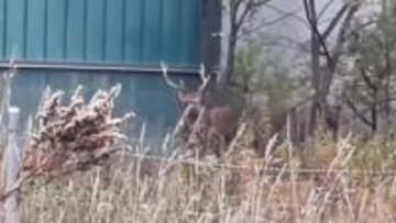 【シカ速報】あさから札幌の住宅街のど真ん中でたたずむ「ツノがある大きなシカ2頭が高架下の緑地をうろついている」オスジカ2頭が徘徊中―警察が注意をよびかける_北海道札幌市